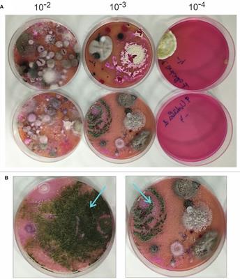 Frontiers | Effects of trichothecene production by Trichoderma ...